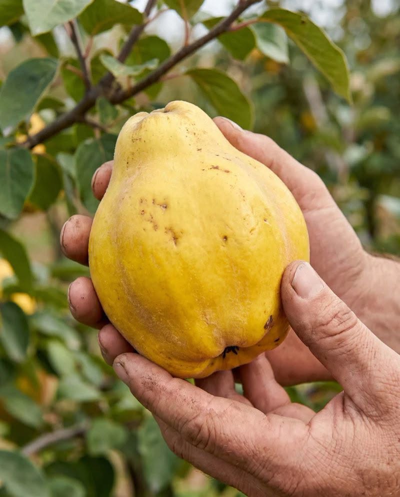 Pigwa pachnie, zanim jeszcze zmięknie: kolor, aromat i szypułka zdradzą najlepszy czas zbioru